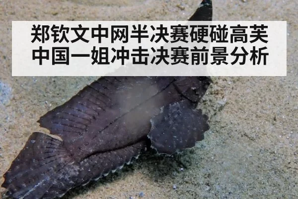 郑钦文中网半决赛硬碰高芙中国一姐冲击决赛前景分析
